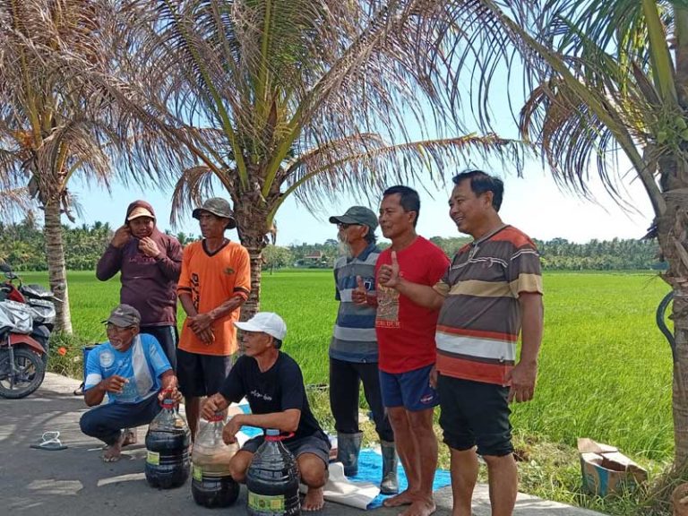 Dari Penyemaian ke Panen, Demplot Organik di Desa Tukadaya jadi Contoh Budidaya Ramah Lingkungan yang Harus Anda Ketahui